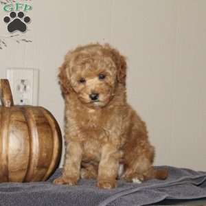 Gordy Fritz, Bich-Poo Puppy